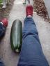 zucchini as big as my leg