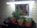 herbs under lights