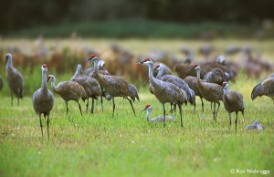 I didn't have my camera, so these are Sandhill Cranes off the internet to give you an idea what a crows of cranes looks like. 