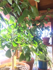 Lemon Tree in Sun Porch WIndow