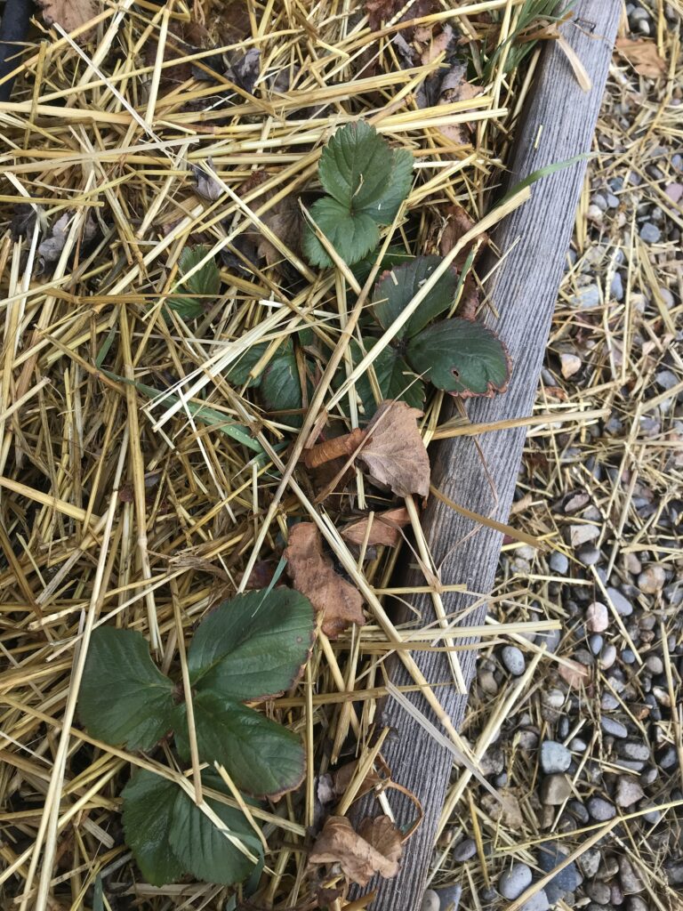 Strawberry plants growing through straw in a raised garden bed.